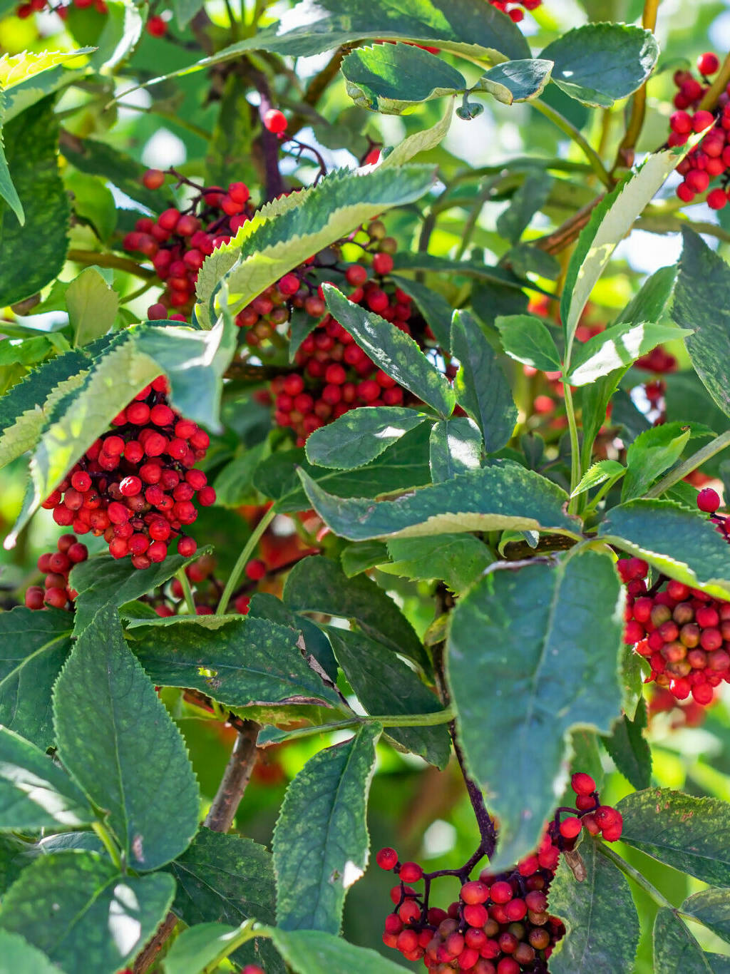 Elderberry Red