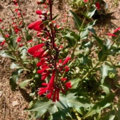 Firecracker Penstemon, Penstemon eatonii, Red Penstemon