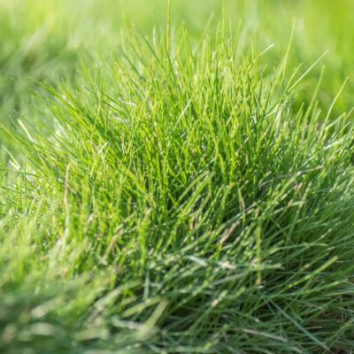 Hard Fescue, festuca longifolia