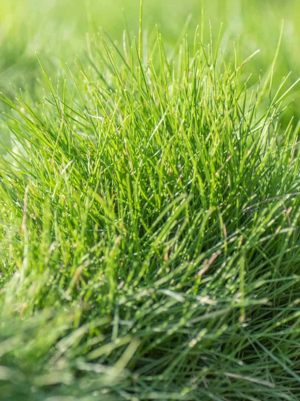 Hard Fescue, festuca longifolia