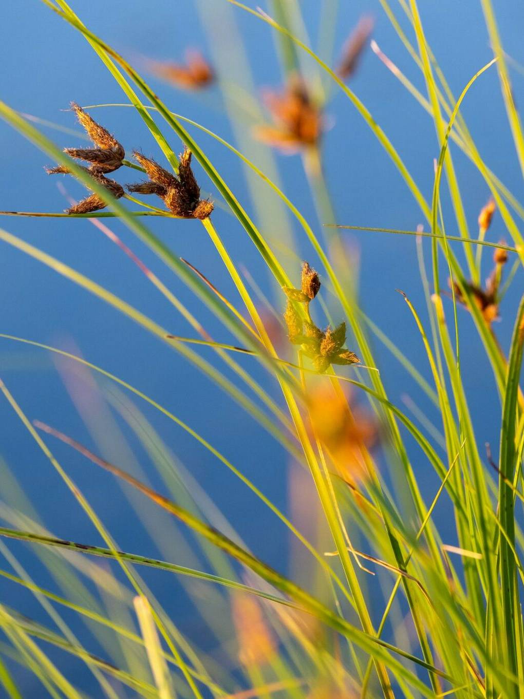 alkali bulrush, sea clubrush, cosmopolitan bulrush, saltmarsh bulrush, bayonet grass