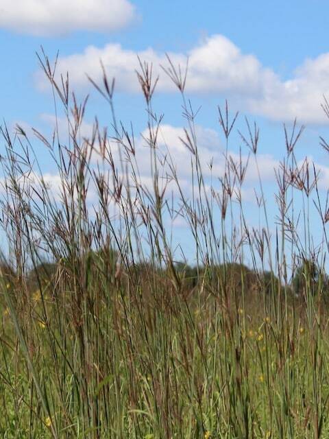 Big Bluestem near Elkhart, Indiana