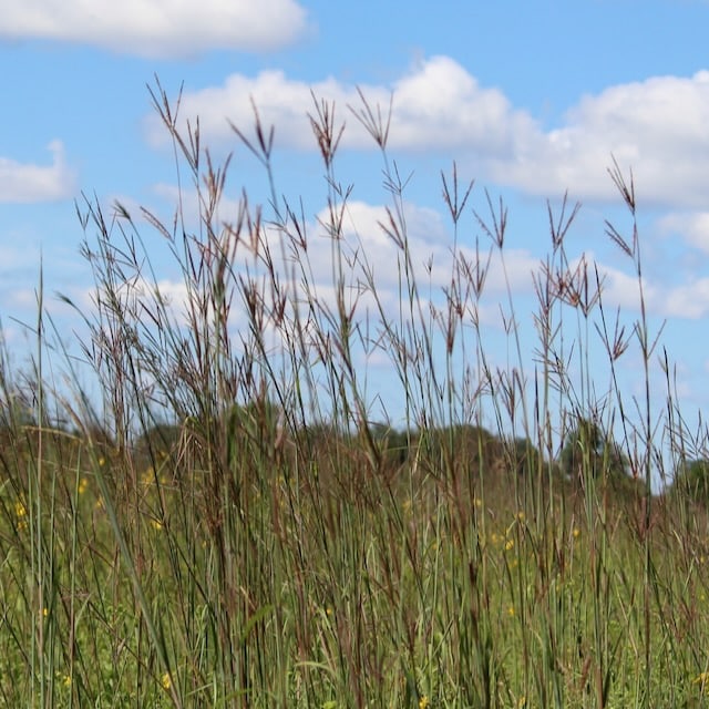 Big Bluestem near Elkhart, Indiana