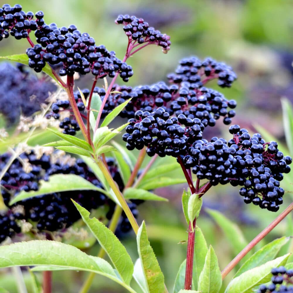 Blue Elderberry Sambucus cerulea Great Basin Seeds