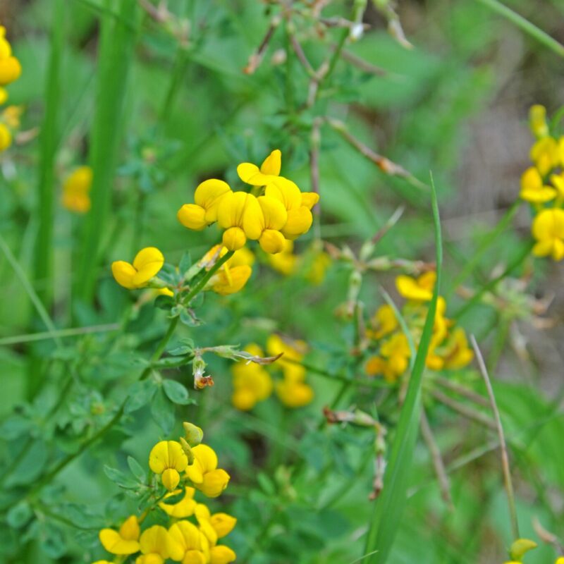 birdsfoot trefoil