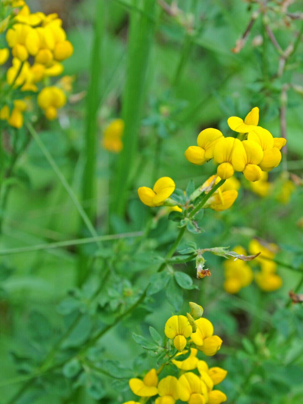 birdsfoot trefoil