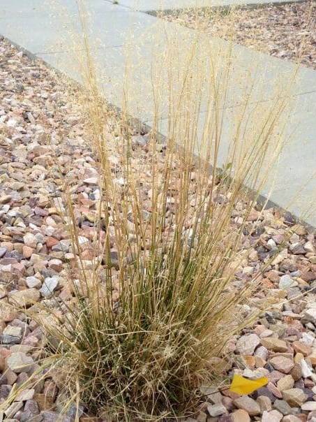 Small bush with singular pieces of grass and small seeds growing off the ends. Indian Ricegrass. Scientific Name: Achnatherum hymenoides
