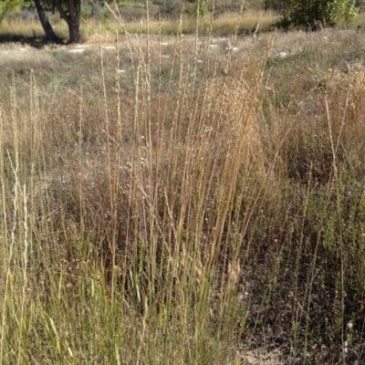 Tall grass with seed at the top growing outward. Intermediate Wheatgrass. Scientific Name: Thinopyrum Intermedium Intermedia, Apropyron trichophorum