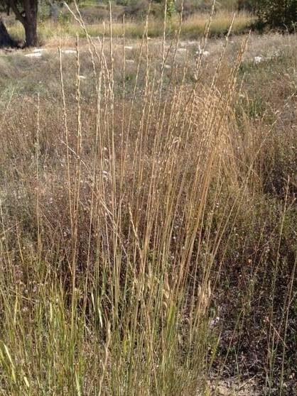 Tall grass with seed at the top growing outward. Intermediate Wheatgrass. Scientific Name: Thinopyrum Intermedium Intermedia, Apropyron trichophorum