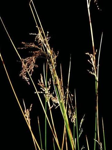 reddish/brown plant with green stem, Baltic Rush Scientific Name: Juncus balticus