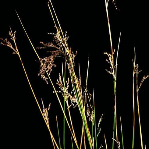 reddish/brown plant with green stem, Baltic Rush Scientific Name: Juncus balticus