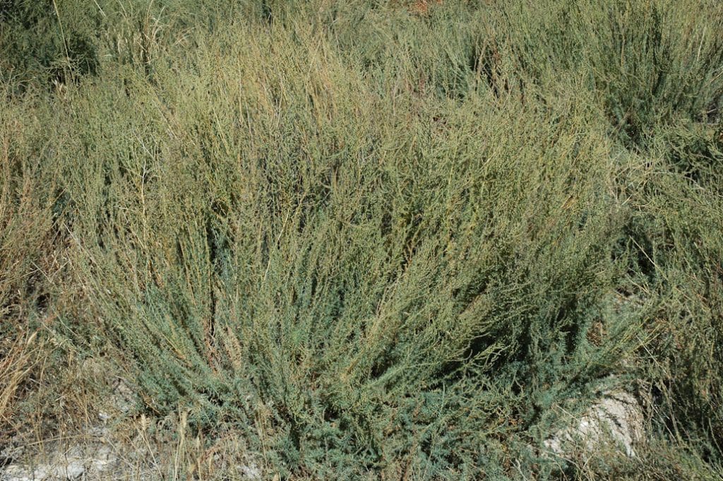 Immigrant Forage Kochia, Bassia prostrata Great Basin Seeds