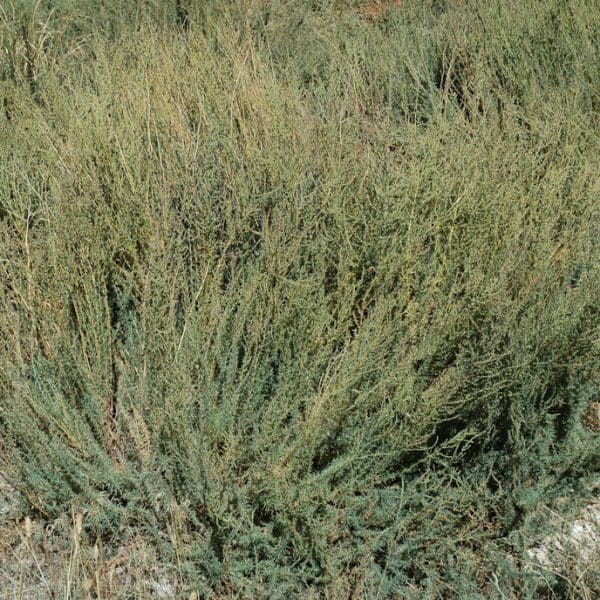 Immigrant Forage Kochia, Bassia prostrata Great Basin Seeds