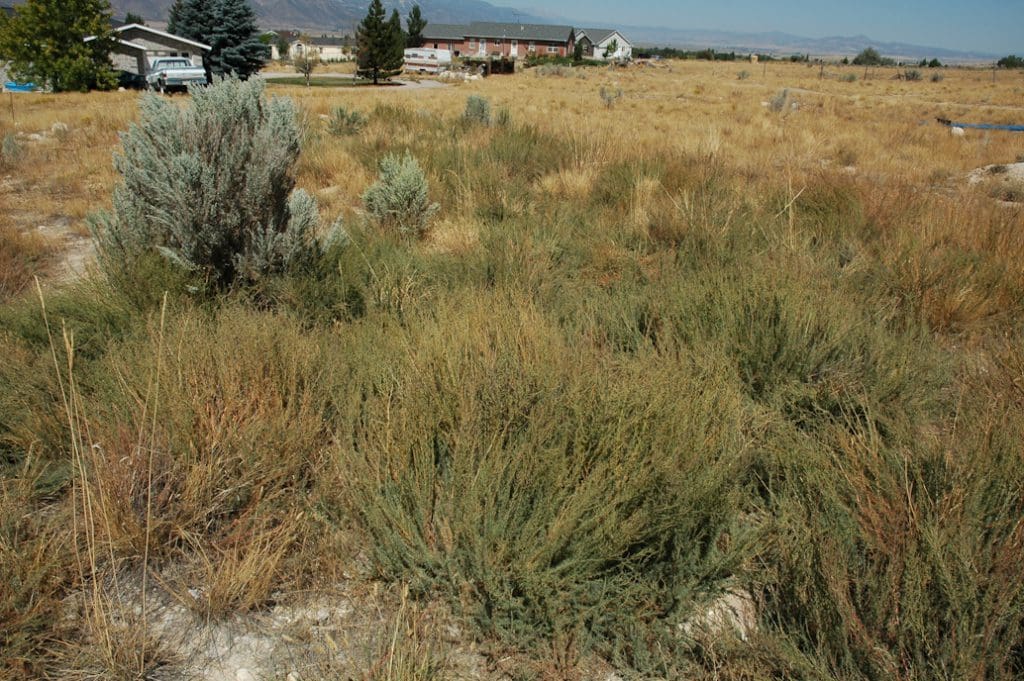 Immigrant Forage Kochia, Bassia prostrata Great Basin Seeds