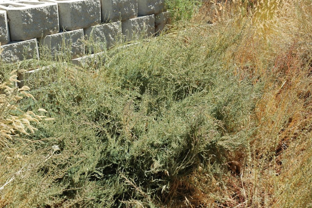 Immigrant Forage Kochia, Bassia prostrata Great Basin Seeds