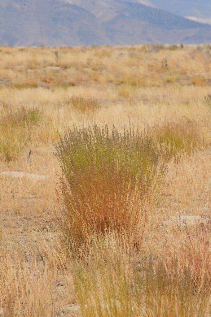 Immigrant Forage Kochia, Bassia prostrata Great Basin Seeds
