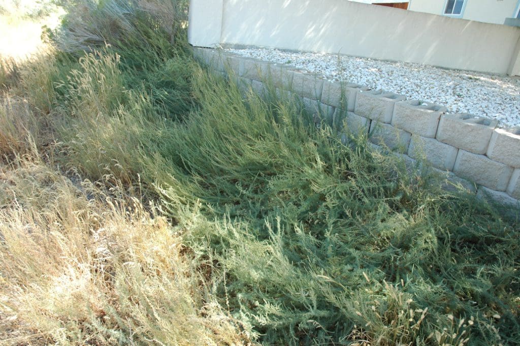 Immigrant Forage Kochia, Bassia prostrata Great Basin Seeds