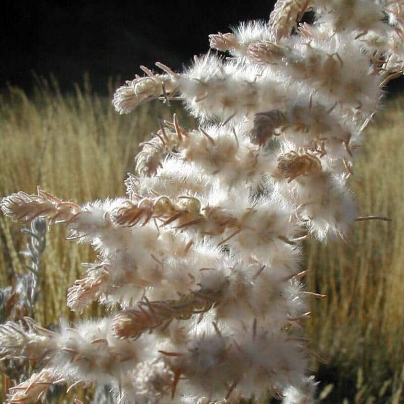 close up of Winterfat stems and seeds, Scientific name: krascheninnikovia lanata