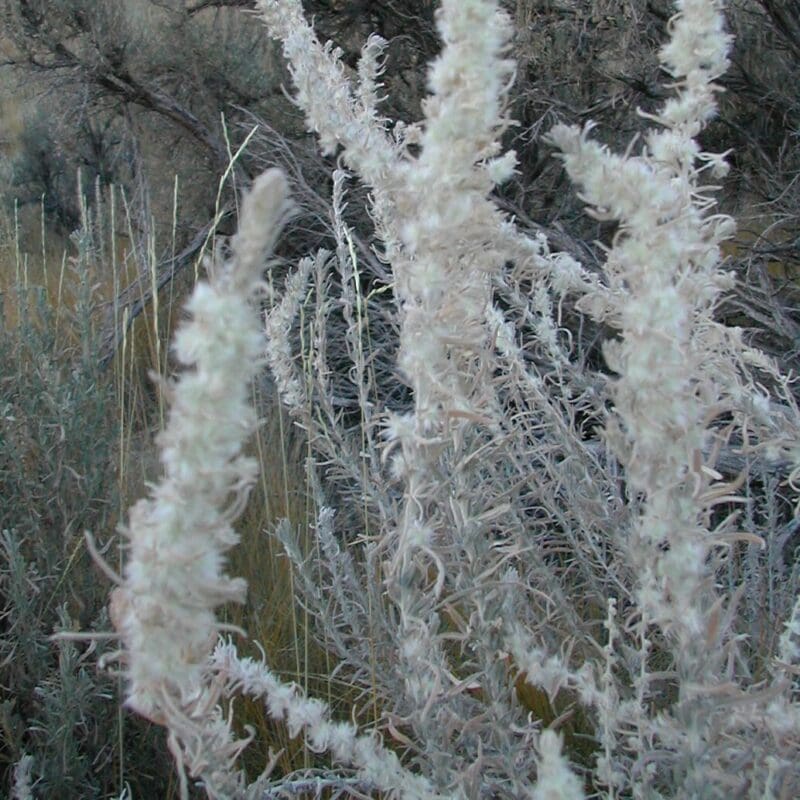 close up of Winterfat seeds and stems near Duchesne, UT, Scientific name: krascheninnikovia lanata