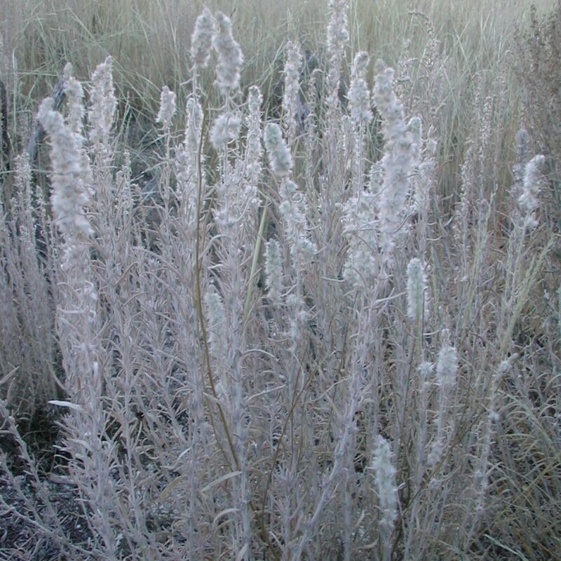 close up of Winterfat plant near Duchesne, UT, Scientific Name: krascheninnikovia lanata