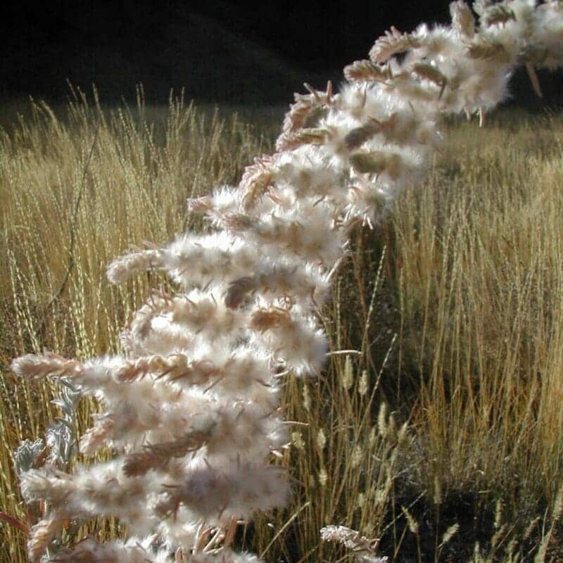 close up of Winterfat stems and seeds near Duchesne, UT, Scientific name: krascheninnikovia lanata