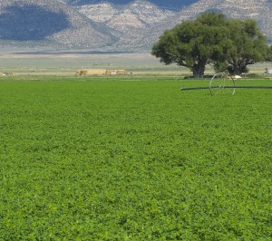 Lander Alfalfa