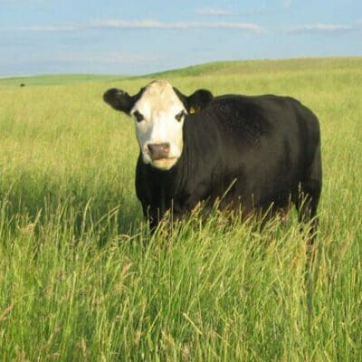 Cow standing in the Pasture of green grass AC Saltlander Scientific Name: Elymus hoffmannnii var. ac saltlander)