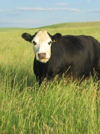 Cow standing in the Pasture of green grass AC Saltlander Scientific Name: Elymus hoffmannnii var. ac saltlander)