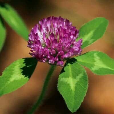 close up purple/pink bloom flowers with round green leaf, Medium Red Clover, Scientific name: Trifolium pratense