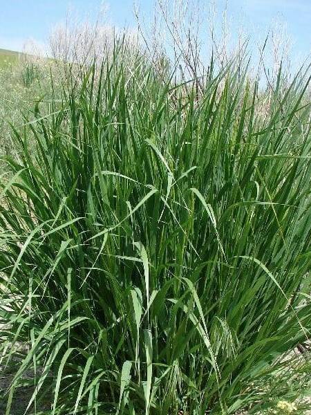 established clump of tall green Basin Wildrye plant on a hill side, Scientific Name: leymus cinereus