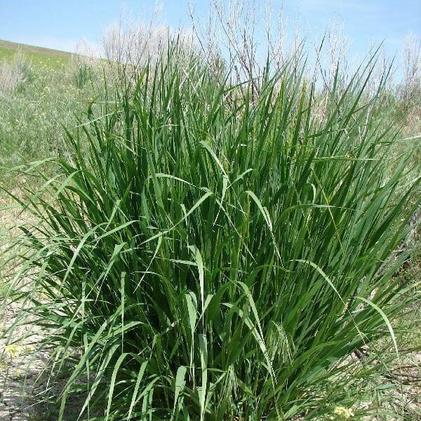 established clump of tall green Basin Wildrye plant on a hill side, Scientific Name: leymus cinereus