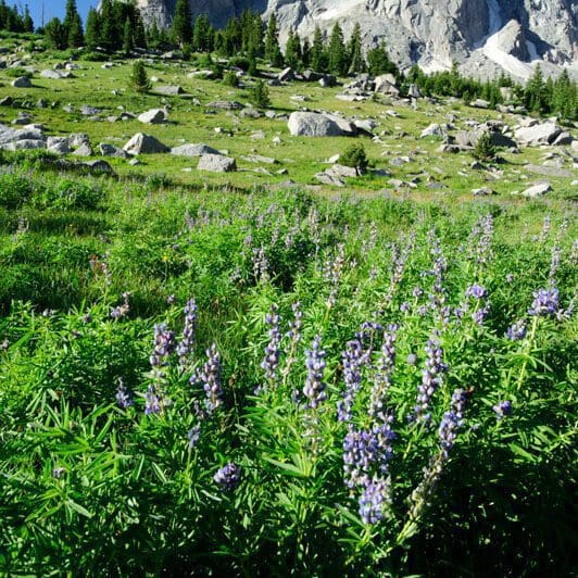 Plant with green stems and purple/violet flowers growing outward in a mountainous terrain. Silky Lupine. Scientific name: Lupinus sericeus