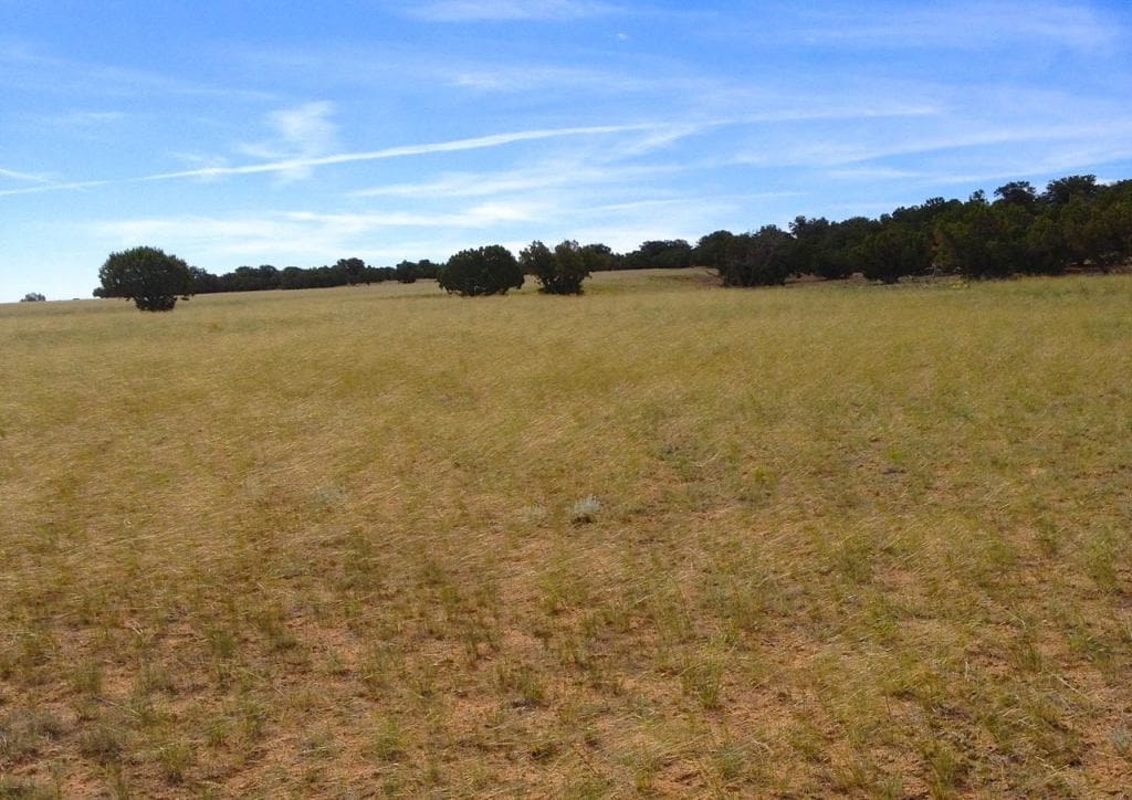 Needle and thread grass hesperostipa comata great basin seeds