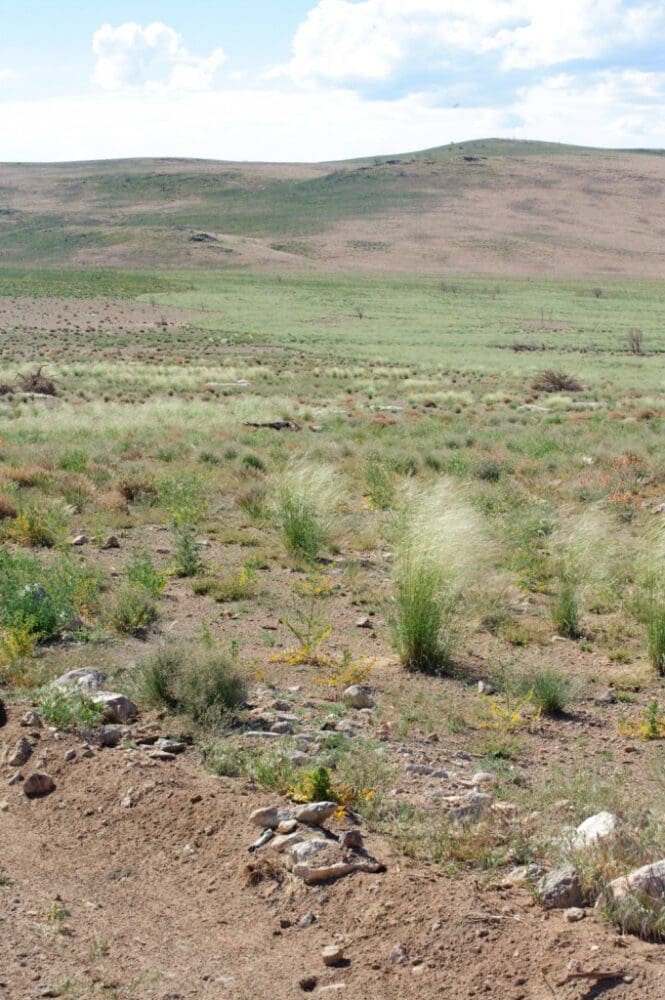 Paloma Indian Ricegrass - Great Basin Seed