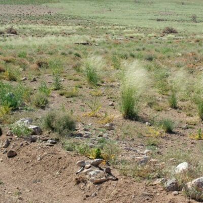 vegetated area with Indian Ricegrass plants in west central utah, Scientific name: achnatherum hymenoides
