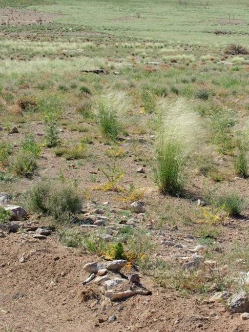 vegetated area with Indian Ricegrass plants in west central utah, Scientific name: achnatherum hymenoides