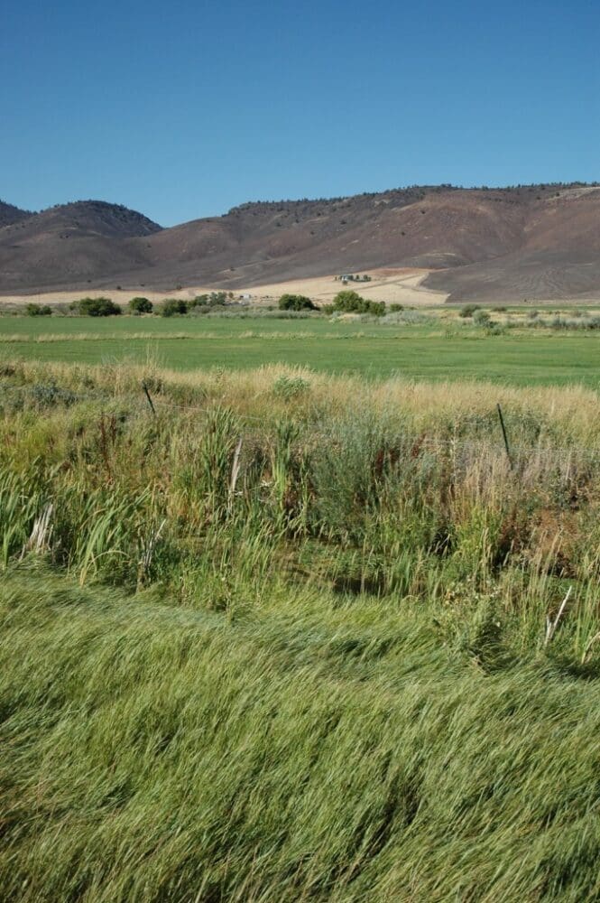 Salt & Alkali Soils Pasture Mix Great Basin Seed Native Seed