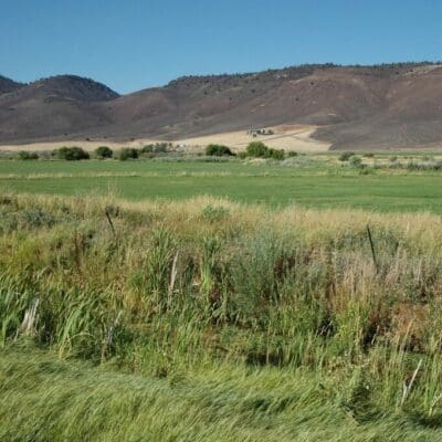 Salt & Alkali Soils Pasture Mix planted in vegetated area near mountains