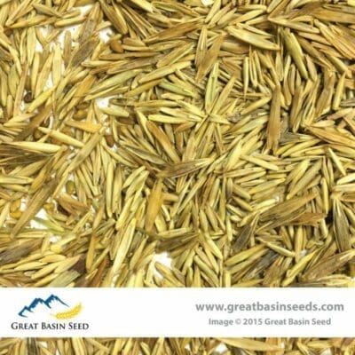 Close up photo Dryland Pasture Seed Mix