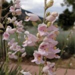 light pink Palmers Penstemon wildflower plant, scientific name Penstemon palmeri