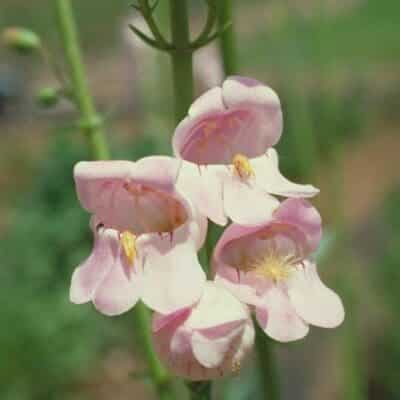 Close up pink/white Palmer Penstemon. Scientific Name: Penstemon Palmeri
