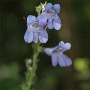 rocky mountain penstemon