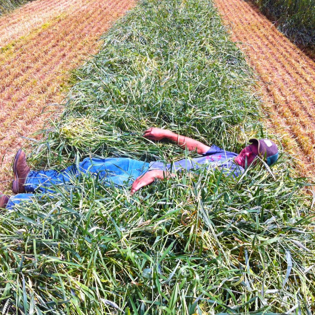 Harvested grasses in a line. Fall Prosper Forage Mixture