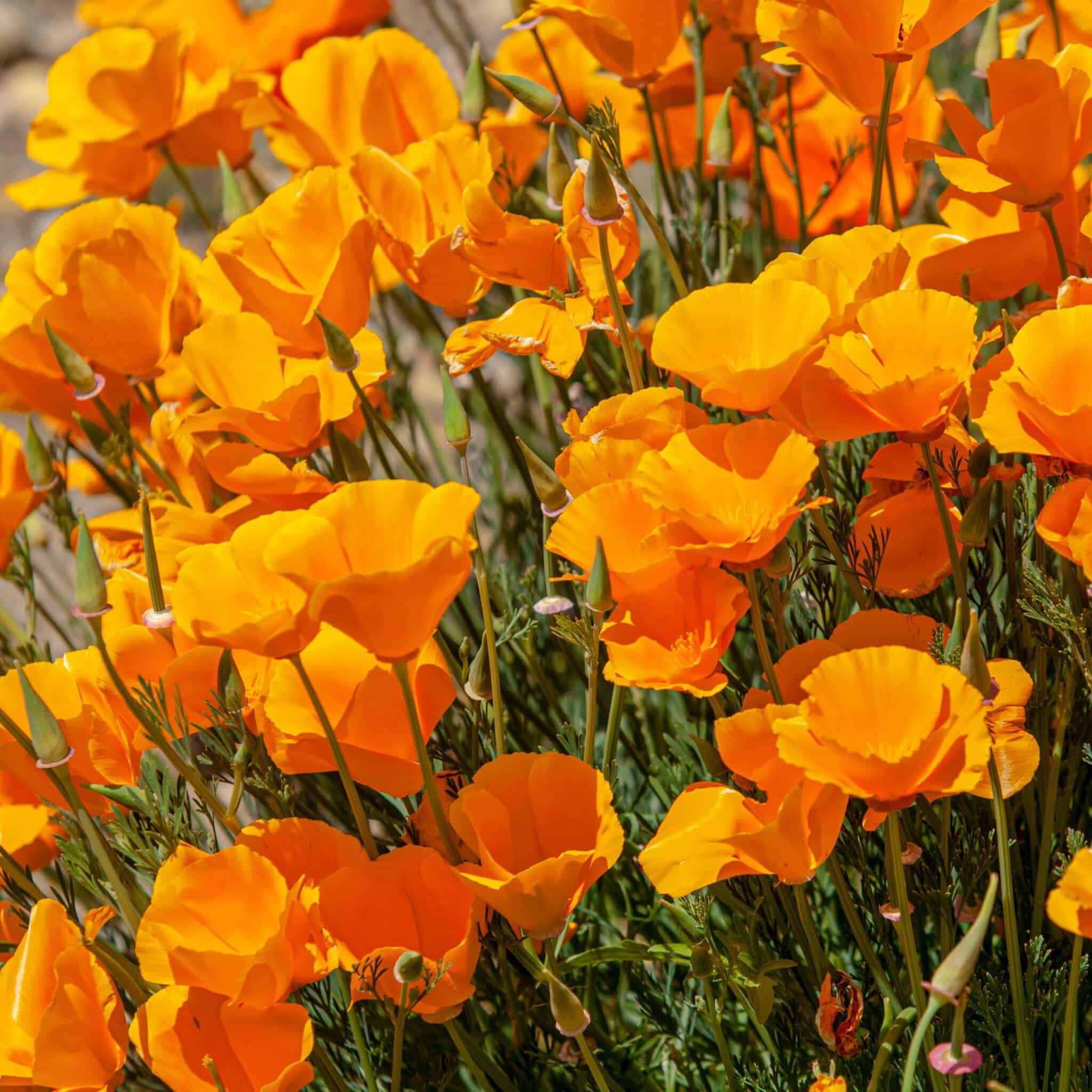 California Poppy Eschscholzia californica Great Basin Seeds