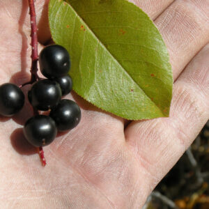 chokecherry