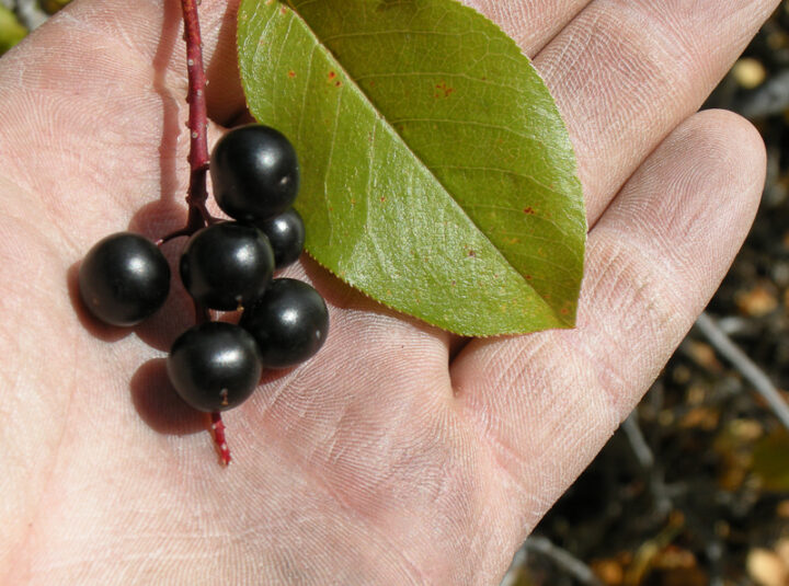 Chokecherry (Prunus virginiana) Great Basin Seeds