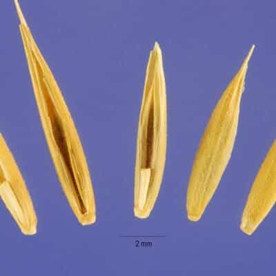 Russian Wildrye - Psathyrostachys junceus - Great Basin Seed