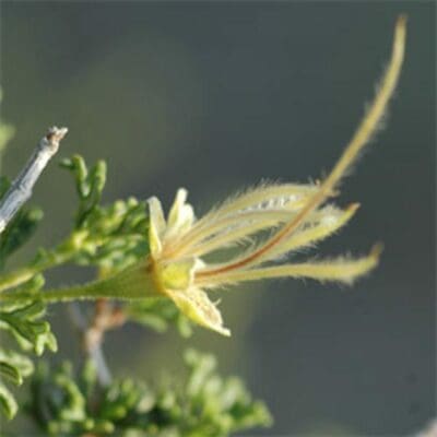 Close up yellow feather looking Cliffrose Scientific Name: Purshia stansburiana