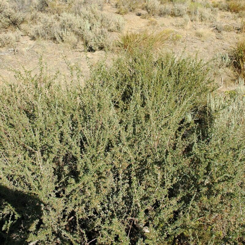 Antelope Bitterbrush shrub growing in a vegetated mountain valley rangeland, Scientific name: purshia tridentata