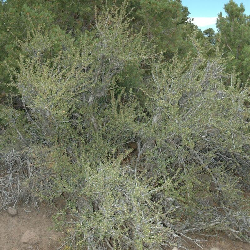 Antelope Bitterbrush shrub growing in a vegetated mountain sidehill, Scientific name: purshia tridentata